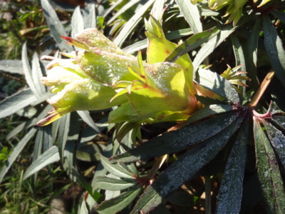 Nevoním, ale jsem krásná