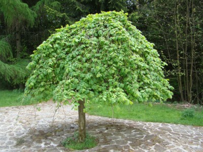 Jsem malý,ale hezký!