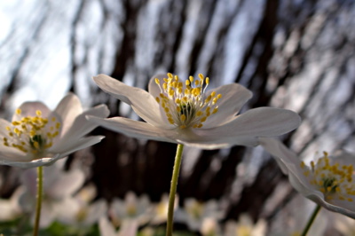 Sasankový pozdrav jara