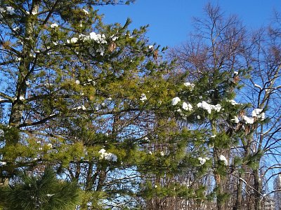 Kde ty loňské šišky jsou