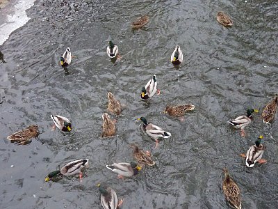 Hemžení na Rokytce