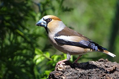 Dlask tlustozobý, model