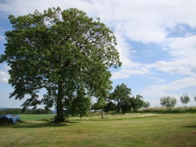 Javor u chalupy na Bukovině