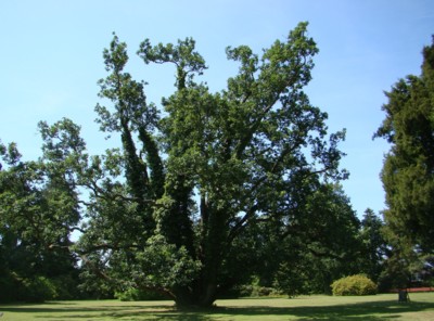 V parku u zámku Sychrov