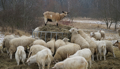 Tady šéfuju já