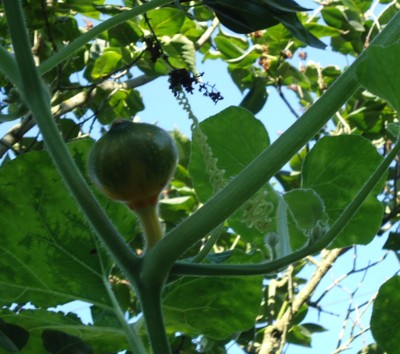 podzimní hokaido v šeříku..