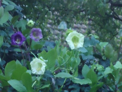 krása jménem "kobea"už teď měří 5.20m.