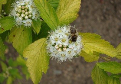 ...pilná jako včelička!