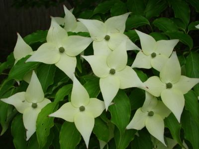 Jako větrníčky.....