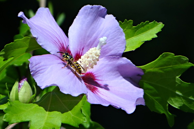 ibišková ze zahrady