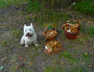 To jsem se načmuchal, než jsem všechny našel.*