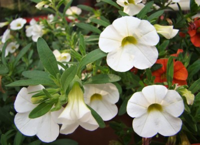 ....z našeho truhlíku