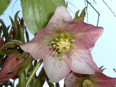 Včeličkám prostřeno