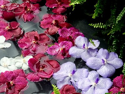 Orchideje