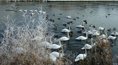 Novoroční labutí předvádění