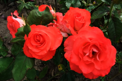 Okolo Hradce v malé zahrádce ....