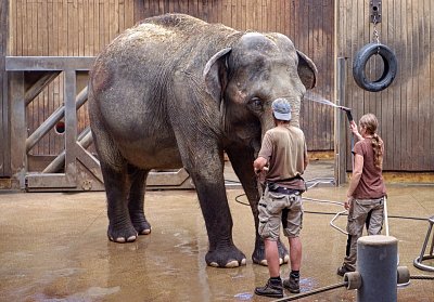 Sloní hygiena*