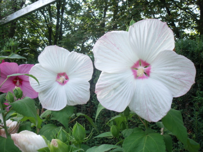 Zahradní ibišky (Průhonice)