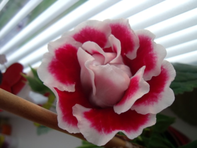 Květ gloxinie - včera rozkvetlý ♥