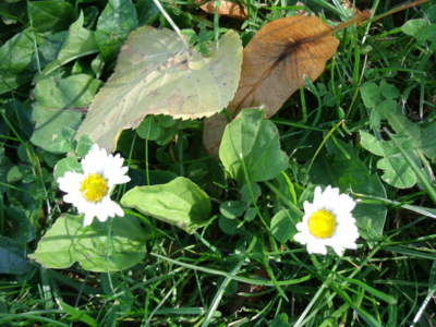 Říjnové krásky-sedmikrásky