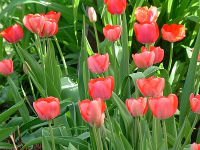 tulipány se nestačí vybarvovat