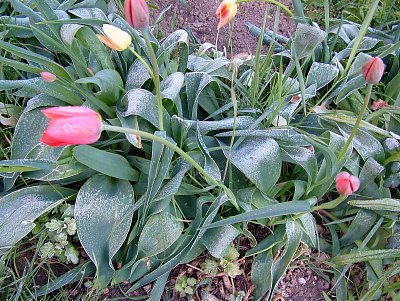 tulipány