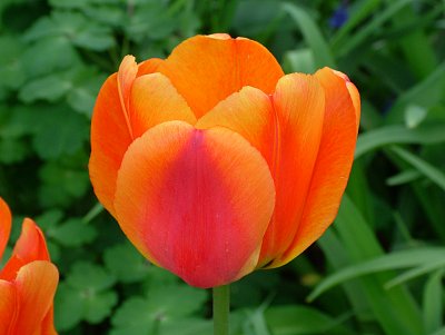 oranž