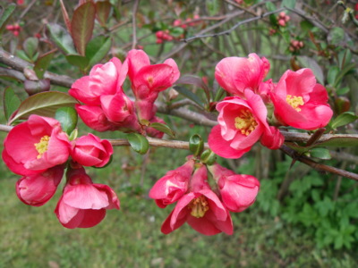 Růžová větvička