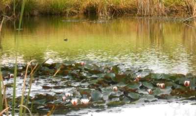 Leknínový koberec na hladině