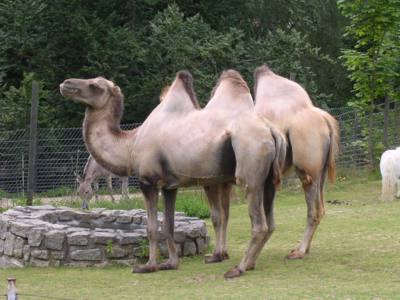 Velbloud z Liberce