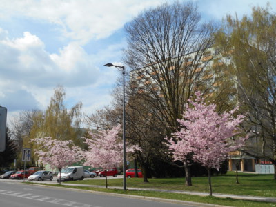 Jaro v Poděbradech