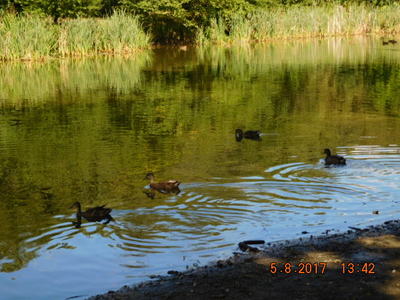 Rybníček s kachničkami na Lhotce v Praze