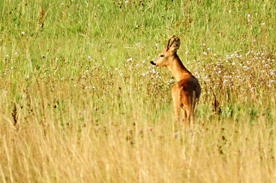 Když léto odkvétá