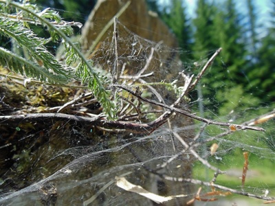 Pavučinová všehochuť