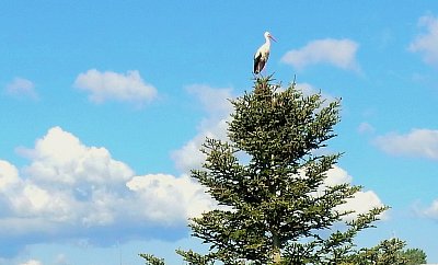 Priletel k nám čáp.