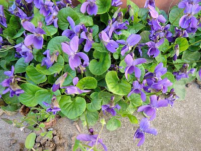 Fialky už kvetou jak o závod před domem