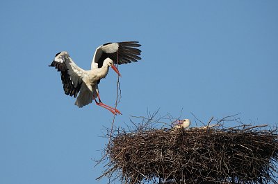Kde trčíš tak dlouho?