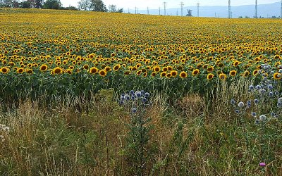 Když se urodí ze semínka*