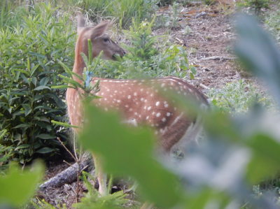 Osm kroků od posedu