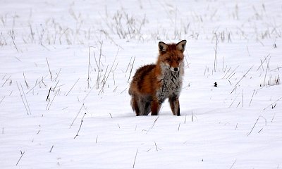 FOTOREPORTÁŽ: Liška na lovu
