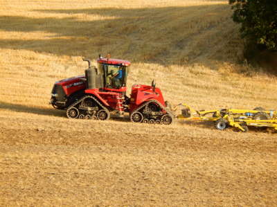 Končící pšeničné pole