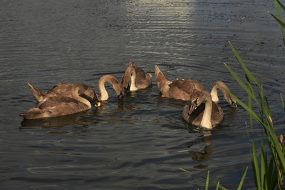 Pozdrav od Zlatého jezera*