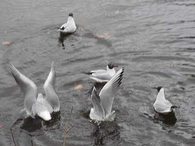 Racci - poslové jara