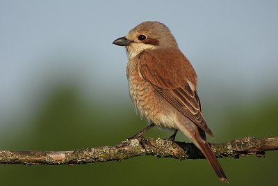 Přiletěli ťuhýci*