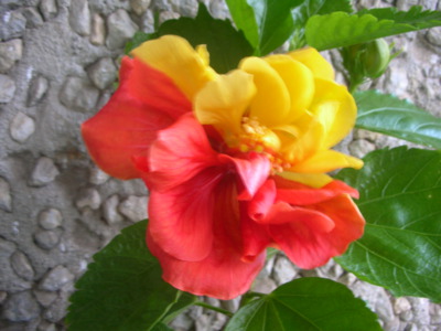 Žlutý ibišek vzpomněl na prapůvodní geny  :-)