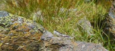 Koník nebo kobylka?