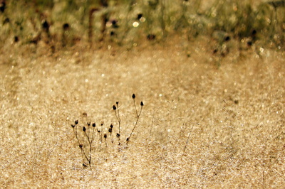Podzim už se blíží*