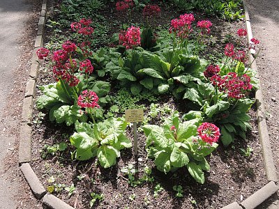 Primula Japonica - BZ Na Slupi