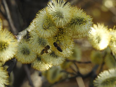 Pilné včeličky rozjasní den celičký