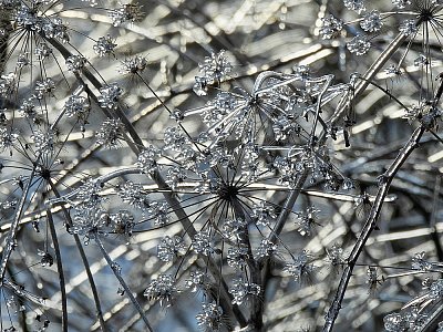 Skleněnky z dnešního rána